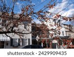 Small photo of Pittsburgh,PA USA. February 23, 2024. Ornament red cherry tree with buds is seen without leaves during February on a clear partly cloudy blue sky day in the Polish Hill neighborhood of Pittsburgh.