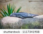 Black Lizard Sleeping On Stone...