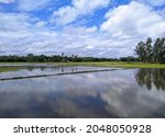 Beautiful landscape view of farmland in rural Bangladesh where farmers are planting rice seedings and white cloudy sky with it