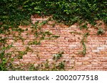 Background. Green Leaves On Brick Wall.