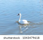Small photo of Close-up a large Mute Swan swimming at Josey Ranch Lake in Carrollton, Texas, USA. One of largest waterfowl, it has heavy bodies, short legs, and a long slender neck habitually held in a graceful S
