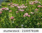 Small photo of Yarrow flowers on summer meadow, selective focus. A bloom yarrow meadowland for publication, poster, calendar, post, screensaver, wallpaper, postcard, card, banner, cover, website