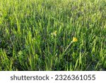 Small photo of Background from green grass field. Summer meadowland for publication, design, poster, calendar, post, screensaver, wallpaper, postcard, banner, cover, website. Vegetation backdrop. High quality photo