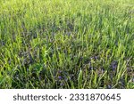 Small photo of Background from green grass field. Summer meadowland for publication, design, poster, calendar, post, screensaver, wallpaper, postcard, banner, cover, website. Vegetation backdrop. High quality photo