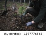 Close-up on the hands in gloves of a young man plants a young pine seedling in the middle of the forest. Work in forest. Pinus sylvestris, pine forest.