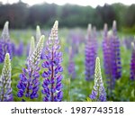 Summer wild flowers lupine in meadow at sunset sunrise. Purple flowers lupinus, lupin, lupine. Summer flower background