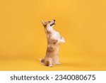 Side view of cute corgi dog standing on hind legs and listening owner's commands, looking at free space isolated on yellow studio background