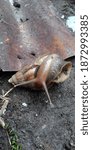 Small photo of A snail (Achatina fulica) that had just rolled over tried to get back up, slowly but surely.