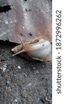 Small photo of A snail (Achatina fulica) that had just rolled over tried to get back up, slowly but surely.