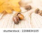 Autumn Acorns, yellow leaf, knitted warm blanket or sweater, autumn mood concept.