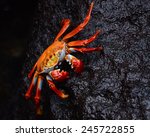 Sally Lightfoot crab (Grapsus grapsus) on wet black volcanic rock