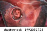 Human Embryo In The Uterus ...