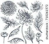 Set Of Hand Drawn Chrysanthemum ...