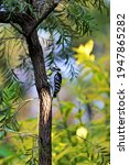 A Downy Woodpecker On A Tree