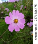 Small photo of Cosmos flowers symbolize order, harmony and balance. Cosmoses also represent peace, tranquillity, modesty and joy.