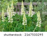 White Lupins  Or Wolf Bean  Lat....