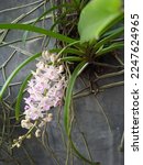 Small photo of vanda orchid plant Rhynchostylis retusa with white and purple flowers, while the buds haven't fully bloomed, dangling beautifully like a squirrel's tail against the garden wall