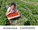 Cute teen girl farm worker tasting harvested strawberry, working in garden. Teenager farmer with strawberry crop. Smiling girl holding strawberries in garden