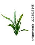 Small photo of Aquatic plant java fern (microsorum pteropus – narrow) isolated on white background with clipping path