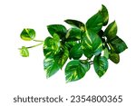 Top View devils ivy or golden pothos indoor plant vine isolated on white background with clipping path