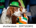 Small photo of Couple of fun pretty Irish setters close-up in green hats, St.Patrick holiday party, traditional carnival