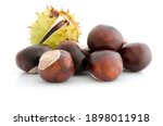 Small photo of Crazy chestnut, Indian chestnut. Horse chestnut fruits
