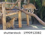 Isolated Pair Of Jaguar ...