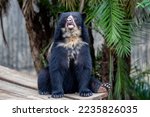 Spectacled Bear  Tremarctos...