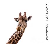 Giraffe Head Close Up View From ...