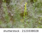 Spider Webs Covered With...