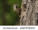 The Eurasian Tree Sparrow ...