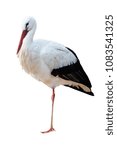 Small photo of White stork isolated on white background