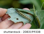 Small photo of Cabbage caterpillar on a kohlrabi leaf. Insect close up. Pest in the vegetable patch.