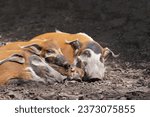 Small photo of Family of brush-eared pigs is resting. River hog, Potamochoerus porcus, Bush pig. Red river hog.