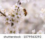 Honey Bee On White Flower...