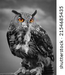 Eyes of a owl. Black white photo of owl eats its prey - bird of prey show,  Eurasian eagle-owl