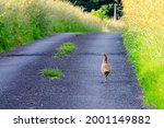 Hen Pheasant Walking Along A...