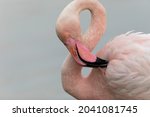 Greater Flamingo Phoenicopterus ...