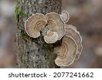 Polypore Fungus On Decaying...