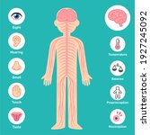 nervous system infographic... | Shutterstock . vector #1927245092