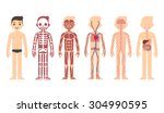 body anatomy chart  skeletal ... | Shutterstock .eps vector #304990595