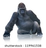 Silverback gorilla sitting...