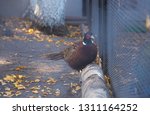 Photo Of A Colored Pheasant In...