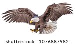 Bald eagle flying swoop hand draw and paint color on white background illustration.