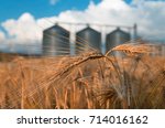 Farm  Wheat Field With Grain...