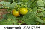 Small photo of Yellow cherry tomatoes are slightly less acidic than red varieties, and therefore they are somewhat milder and sweeter in flavor. Yellow cherry tomatoes are tender-firm and thin-skinned.