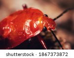 Small photo of This is a stinkbug nymph I found in my garden. It's originally 3mm big and it was shot with Canon MP-E 65mm lenses at varying magnifications.