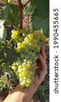 Small photo of carricante, sicilian (italy) variety of white grape, typical of sicilian wineyard