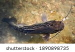 Close up of a Channel Catfish and Fisherman on a Lake