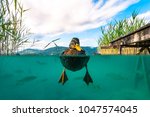 A underwater Picture of a Duck and with some Fishes in a lake in Austria